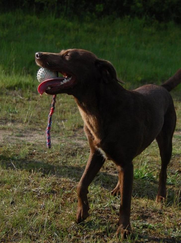 Blanding af racer Bertha billede 11