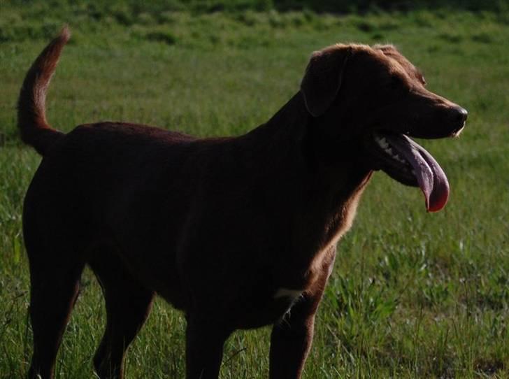 Blanding af racer Bertha billede 12