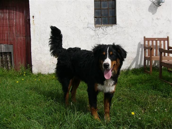 Berner sennenhund Freja - Freja d.20 Juli 2010. 7 måneder og 9 dage gammel billede 19