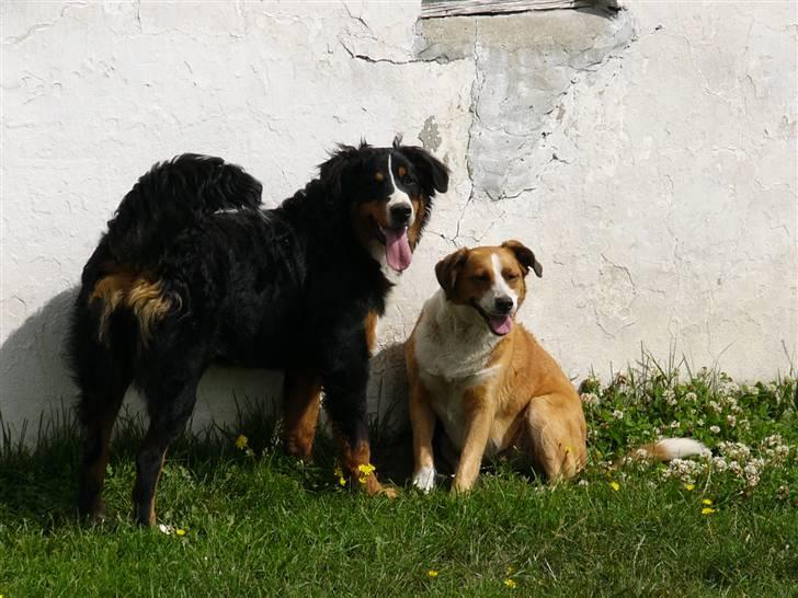 Berner sennenhund Freja - Freja d.20 Juli 2010. billede 20
