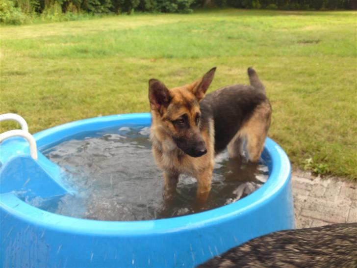 Schæferhund siva solgt saver meget billede 15