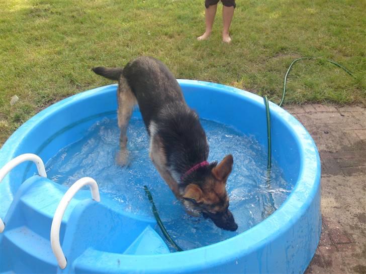 Schæferhund siva solgt saver meget billede 16