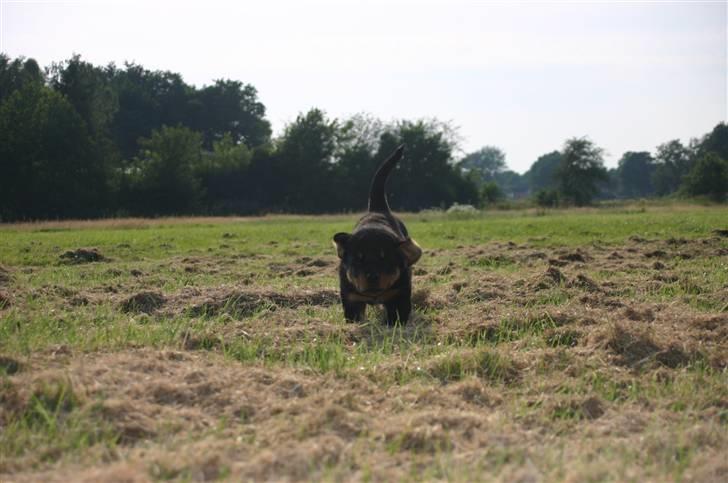 Rottweiler Simba *Himmel Hund* - jeeg koommmeeerrr nuu mooaarr :D billede 3