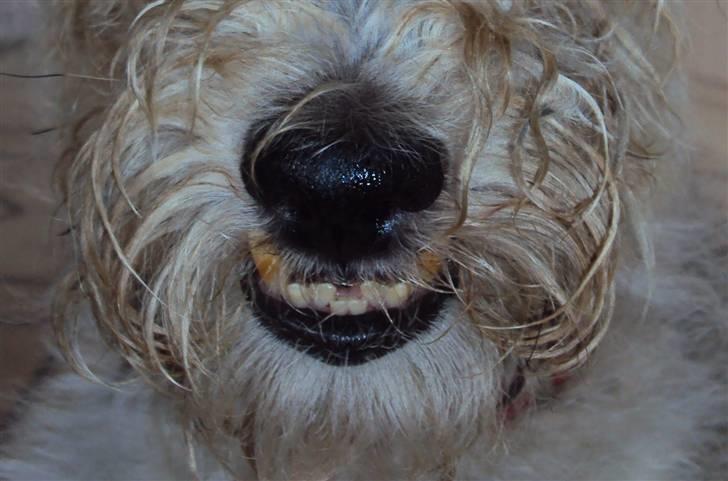 Ruhåret foxterrier Vega - My soulmate <3 - Hendes Charmerende underbid <3 billede 8