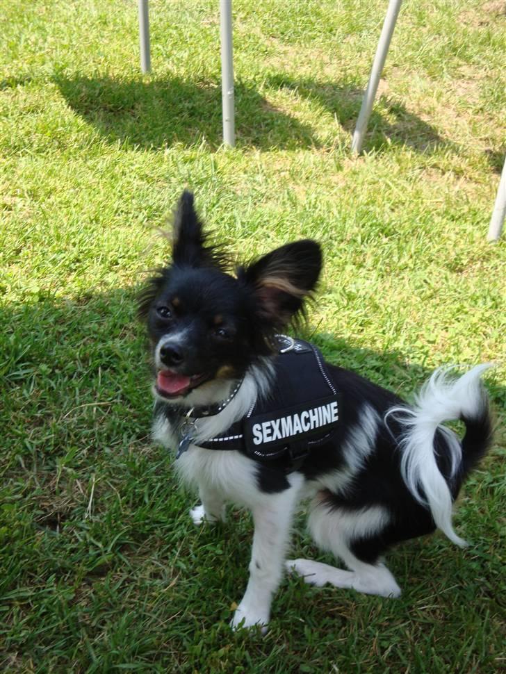 Papillon Chicko - Jeg er en fræk charmetrold! :) billede 1