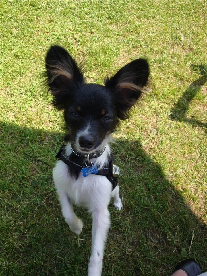 Papillon Chicko - Hey se lige mig :) billede 2
