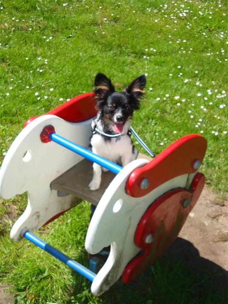 Papillon Chicko - Det er da meget sjovt at vippe i skoven :) billede 3