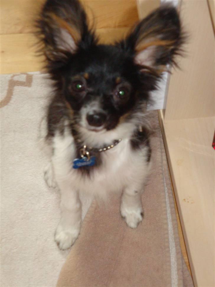 Papillon Chicko - Er jeg fotogen nu mor? :) billede 4