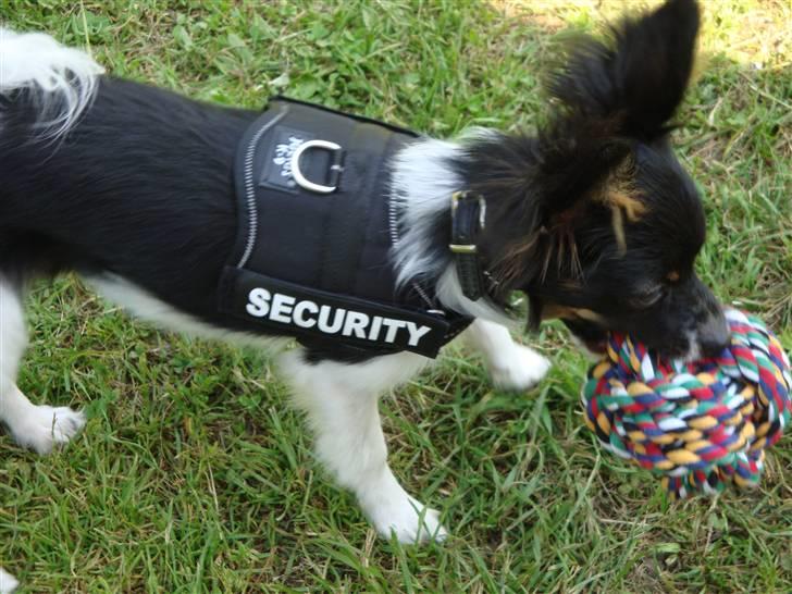 Papillon Chicko - Det er min bold! billede 5