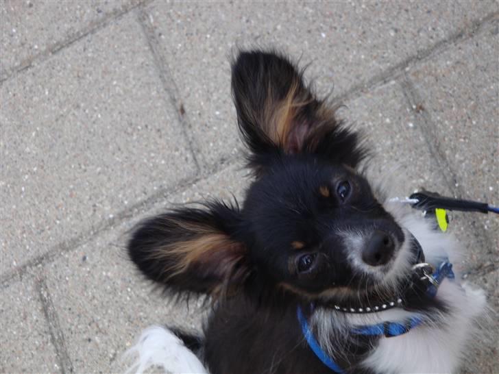 Papillon Chicko - Efter en dejlig gåtur :) billede 6