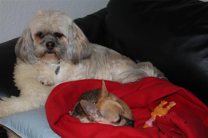 Lhasa apso '~'Emmi'~' 4 år - Ligge lige og passer lidt på lille Bailey her:O) billede 3