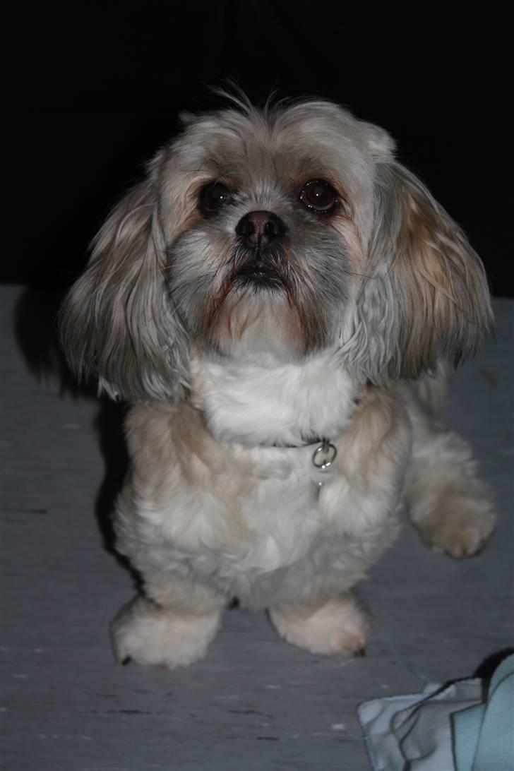 Lhasa apso '~'Emmi'~' 4 år - Er det fint som jeg står her Louise? Nu kigger jeg jo på dig:O)) billede 4