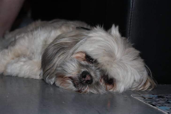 Lhasa apso '~'Emmi'~' 4 år - Det er hårdt at være i løb:( billede 5