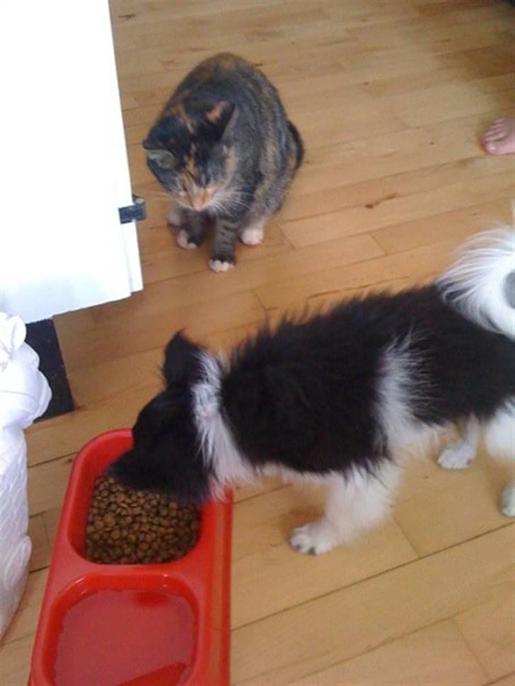 Papillon Chicko - Du rør ikke min mad Chanel! Men det okay jeg spiser din :D billede 7