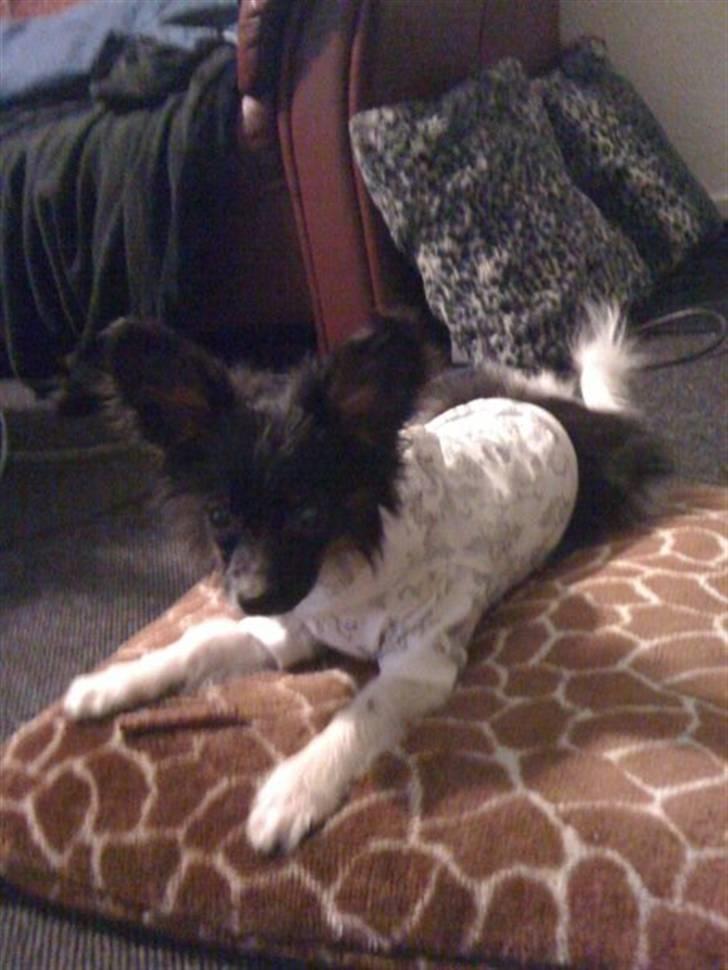 Papillon Chicko - Er jeg ikke bare fin? :) billede 8