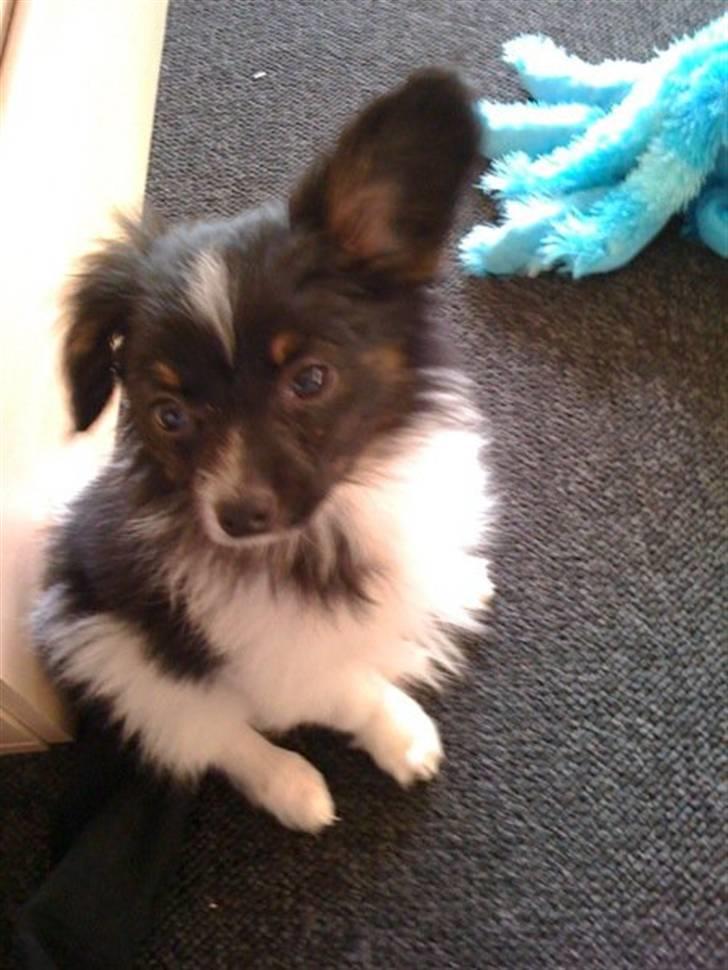 Papillon Chicko - Baby Chicko <3 et par dage efter han kom hjem til os og bo :)  billede 9