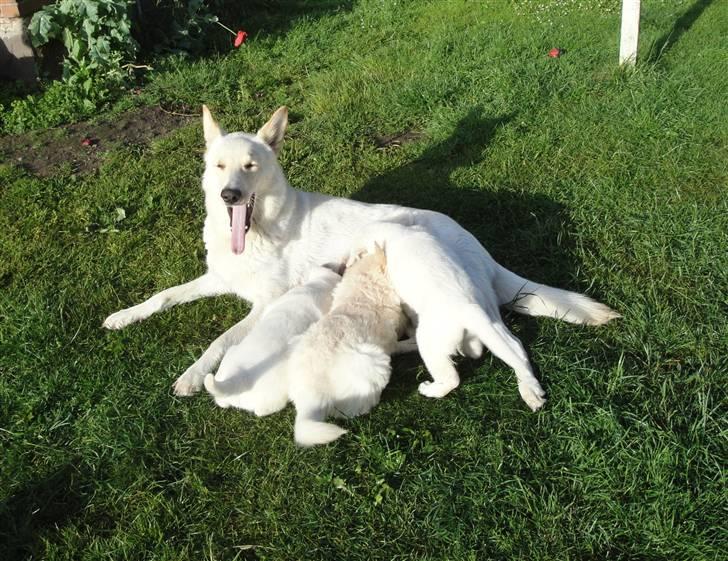 Hvid schæfer Dolly - Dolly m. sine 5 uger gl. hvalpe, og de er bare blevet ret store og lidt trælse syntes hun. billede 18