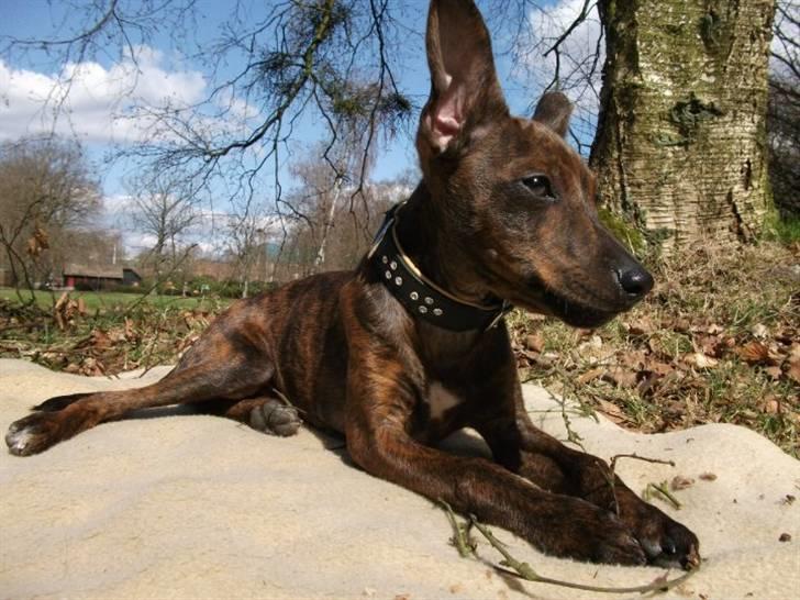 Blanding af racer Danni - Danni i Parken billede 1