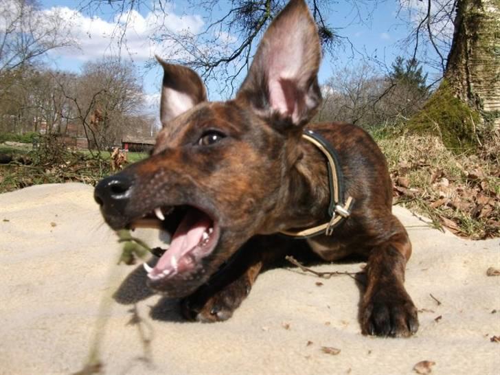 Blanding af racer Danni billede 2