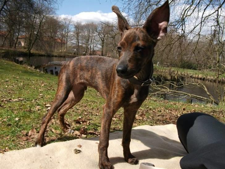 Blanding af racer Danni billede 3