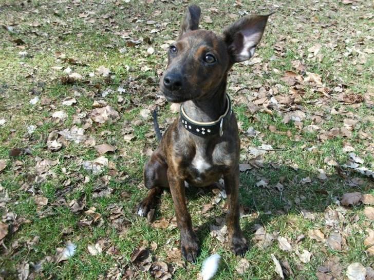 Blanding af racer Danni billede 4