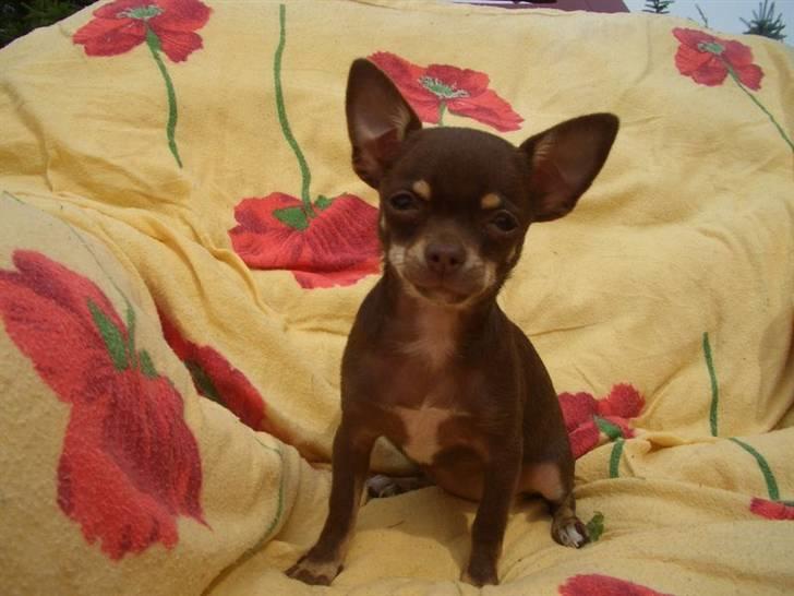 Chihuahua Kisha billede 1