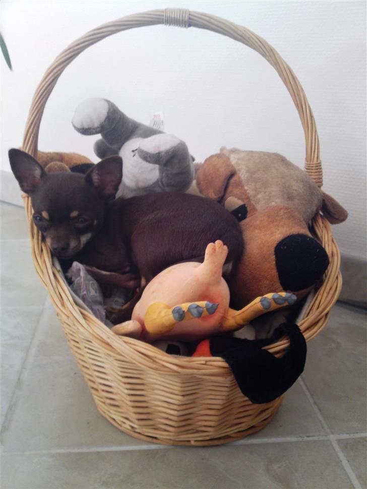 Chihuahua Kisha billede 2