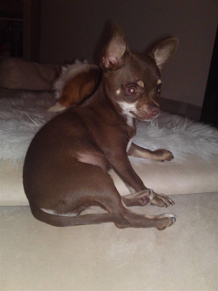 Chihuahua Kisha billede 3