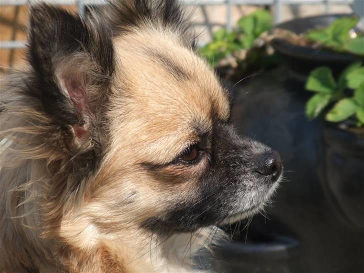 Chihuahua Malou billede 1