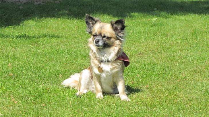 Chihuahua Malou billede 2