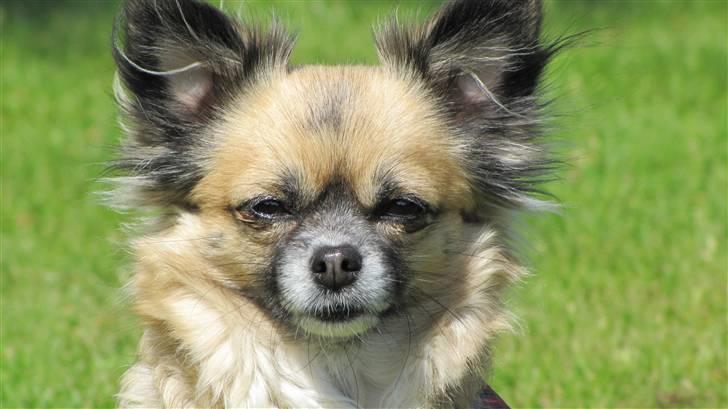 Chihuahua Malou billede 3