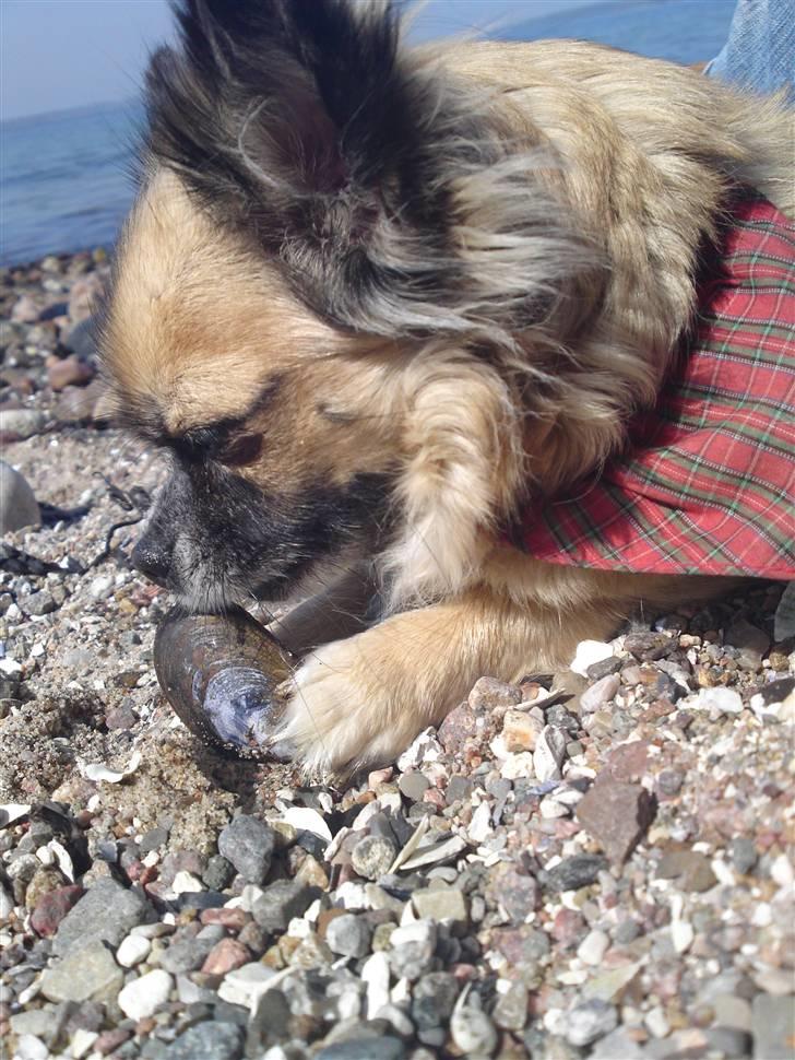 Chihuahua Malou billede 4