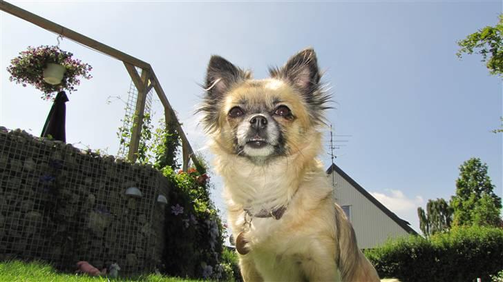 Chihuahua Malou billede 5