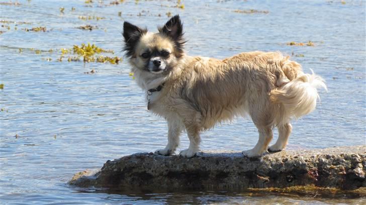 Chihuahua Malou billede 6