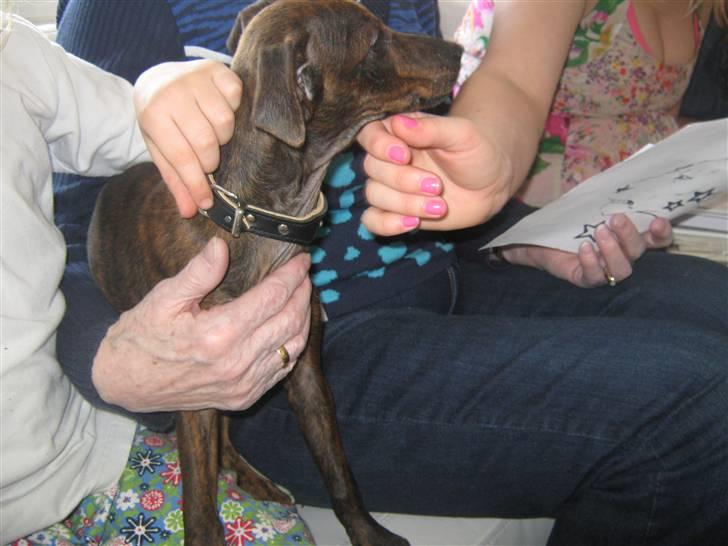 Blanding af racer Danni - Danni´s første møde med mor, mormor, oldemor og søs billede 7