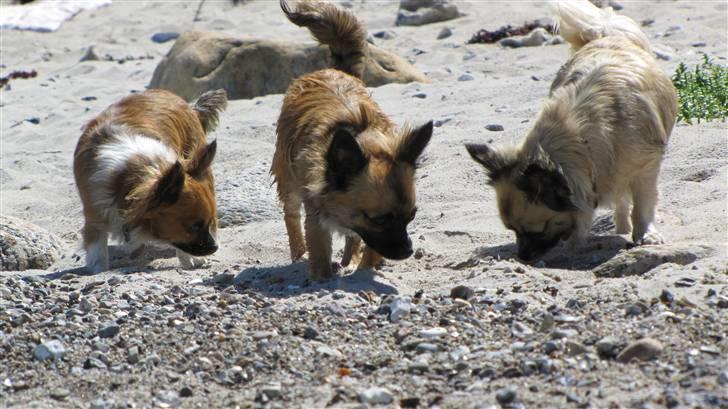 Chihuahua Malou billede 7