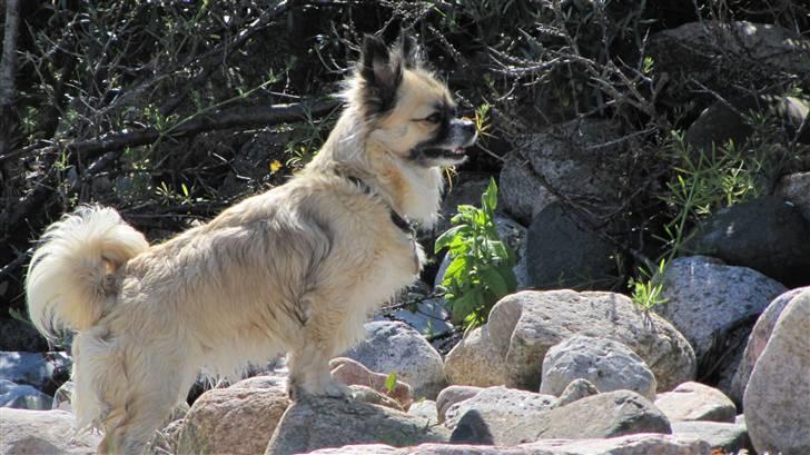 Chihuahua Malou billede 8