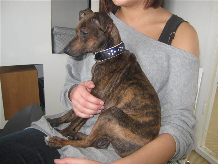 Blanding af racer Danni billede 8