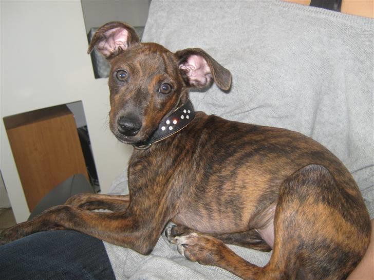 Blanding af racer Danni billede 9