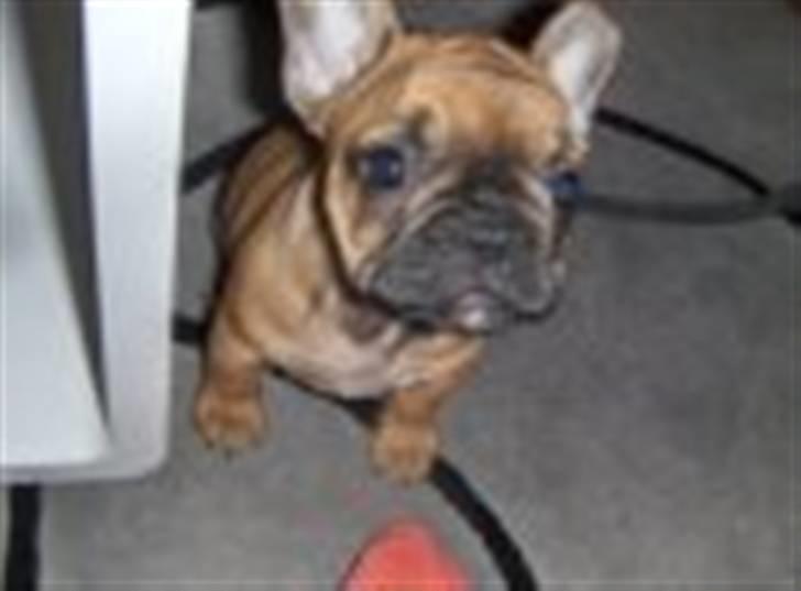 Fransk bulldog Diva billede 10