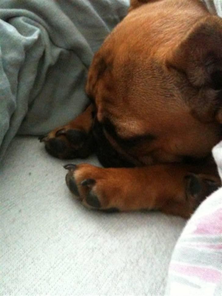 Fransk bulldog Diva - godnat billede 11