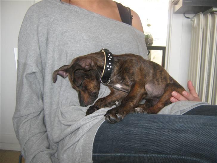 Blanding af racer Danni billede 10