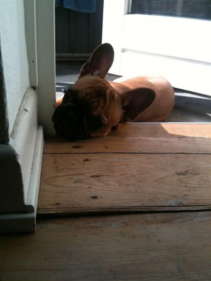 Fransk bulldog Diva - gå væk.. kan du ikk se jeg soler mig billede 12