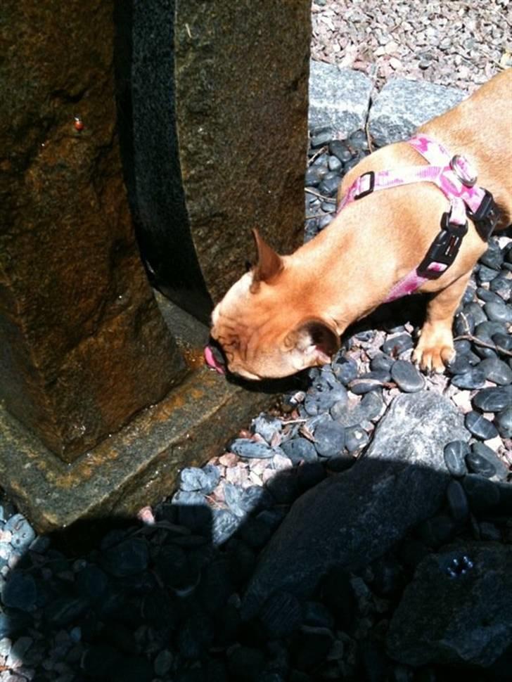 Fransk bulldog Diva billede 13