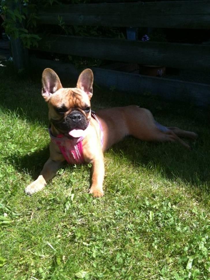 Fransk bulldog Diva billede 14