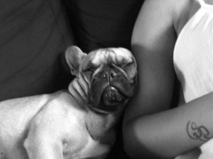 Fransk bulldog Diva - Fedeberg <3 billede 15