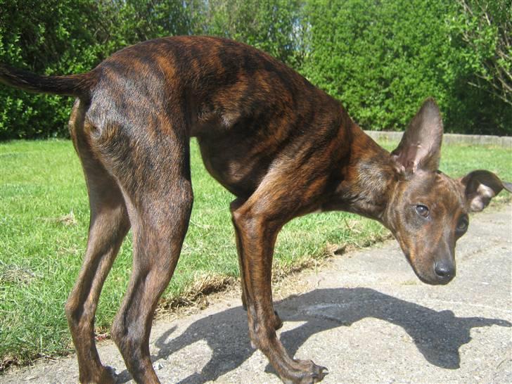 Blanding af racer Danni - I Mormor´s have billede 11