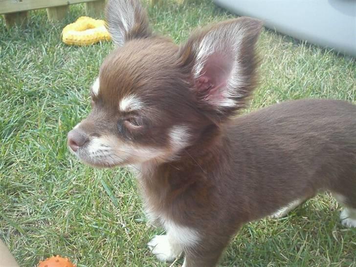 Chihuahua Cody billede 8