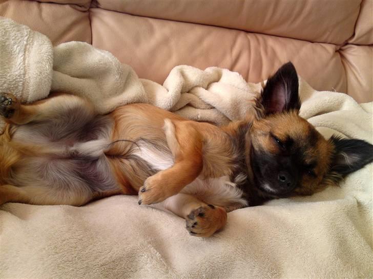 Chihuahua Maddog billede 1