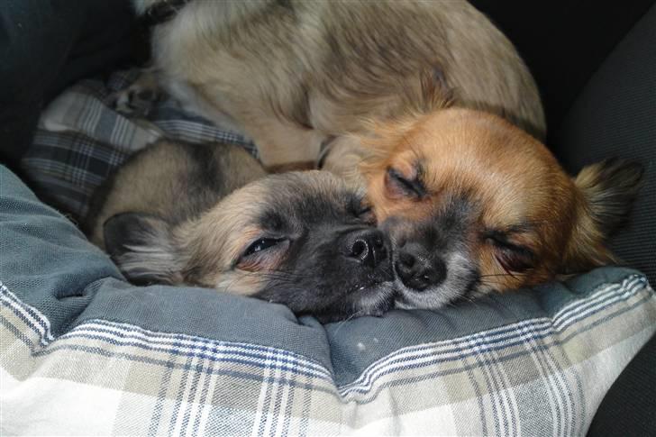 Chihuahua Maddog billede 3